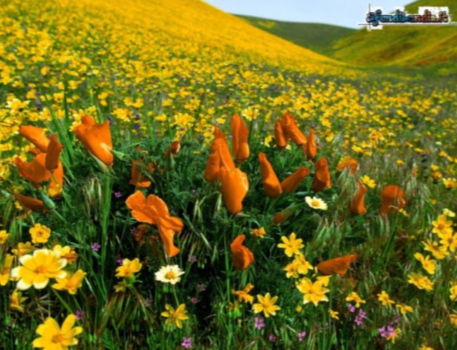 Il sogno di Charlotte (7 parte) di Laura&nbsp;Clemente