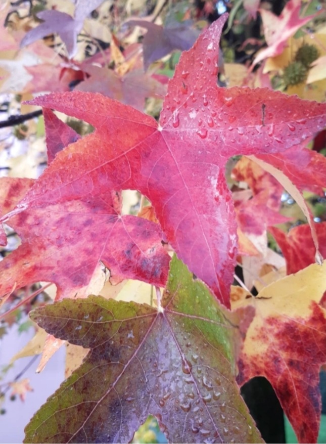 Lei di Laura&nbsp;Clemente