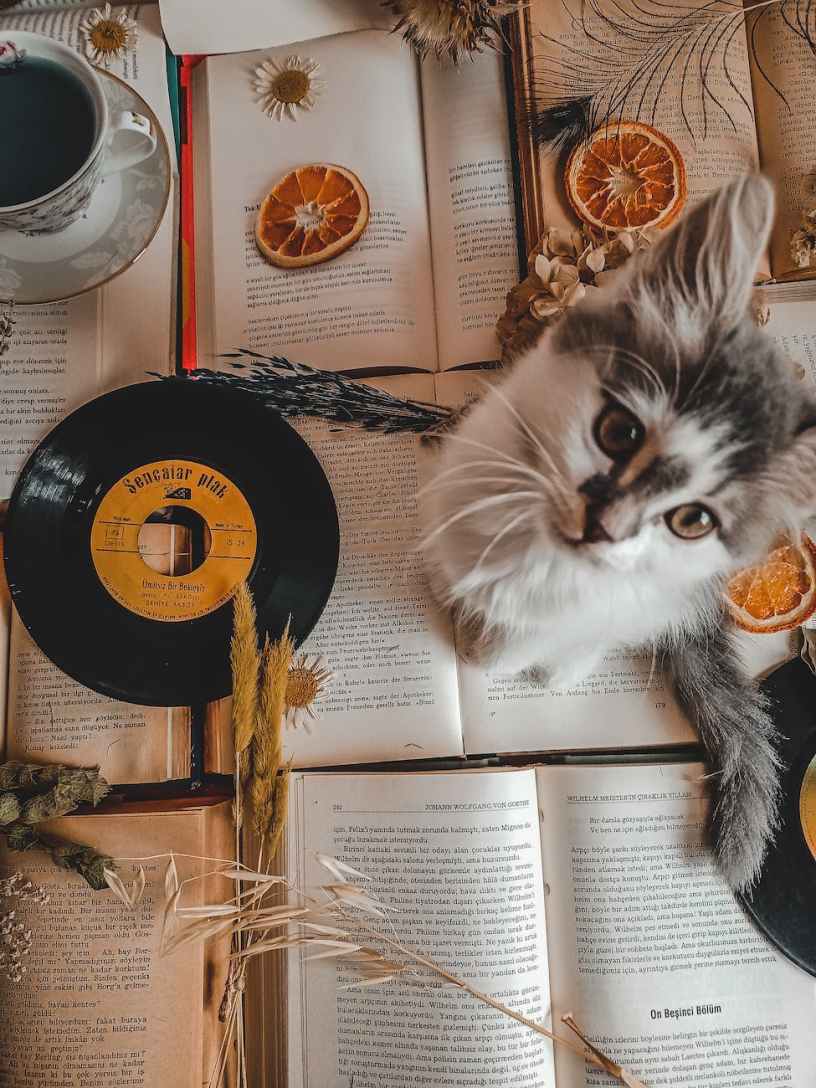 5 libri per gli amanti della musica by Pina&nbsp;Bertoli