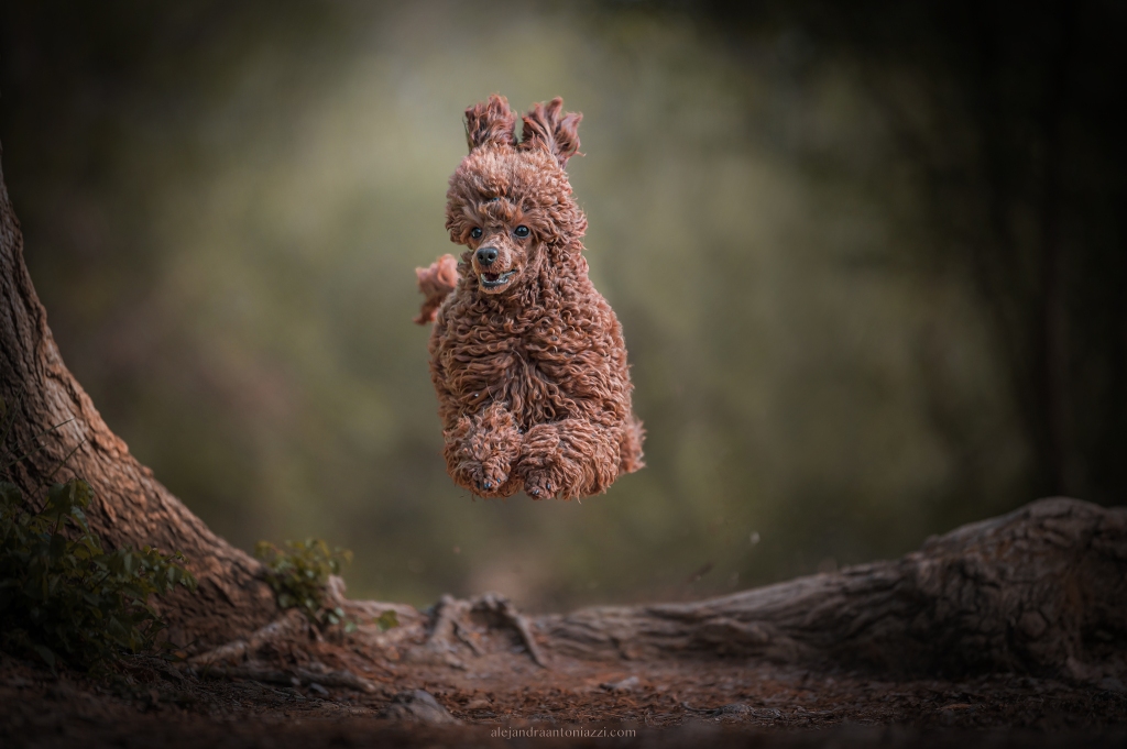 Alejandra Antoniazzi Montefiori, la mostra a Firenze. “I cani sono sempre felici, impariamo da loro!” by Pina&nbsp;Bertoli