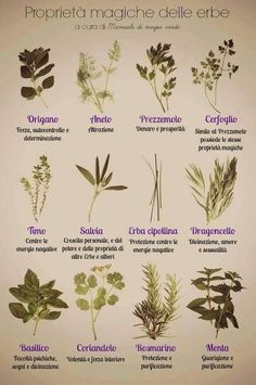 Lettere delle piante agli esseri umani Recensione di Marisa&nbsp;Salabelle