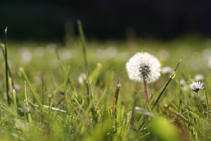 Un cammino lento by Marco&nbsp;Crestani