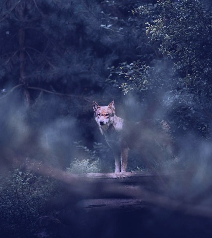 Aurelienne – A wolf at the door&nbsp;(Radiohead)