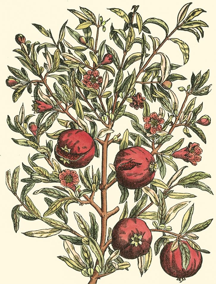 Luisa Zambrotta – La pianta di melograno&nbsp;(ripresa)