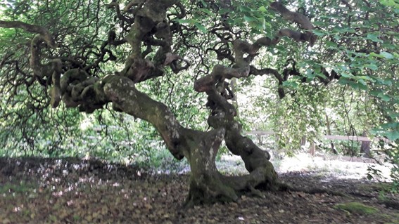 R. K. Narayan (Citazione) By Luisa&nbsp;Zambrotta