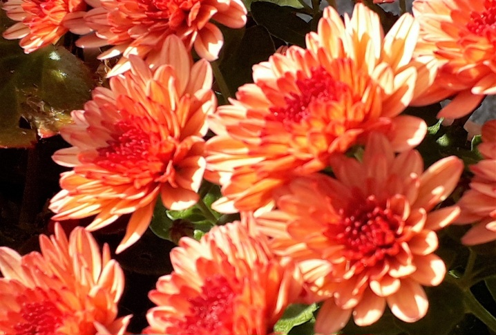 Luisa Zambrotta – Kindness / Gentilezza di Naomi Shihab&nbsp;Nye