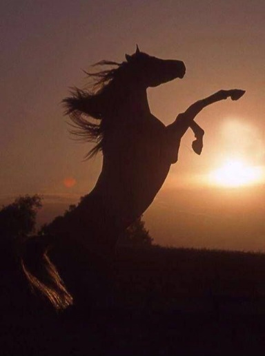 Francesca Di Rosa – Sogni&nbsp;cavallereschi