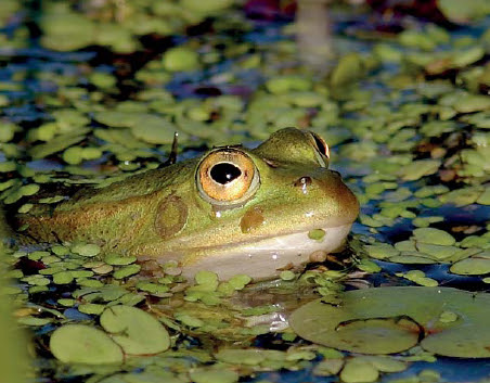 Berlicche – La rana nello&nbsp;stagno