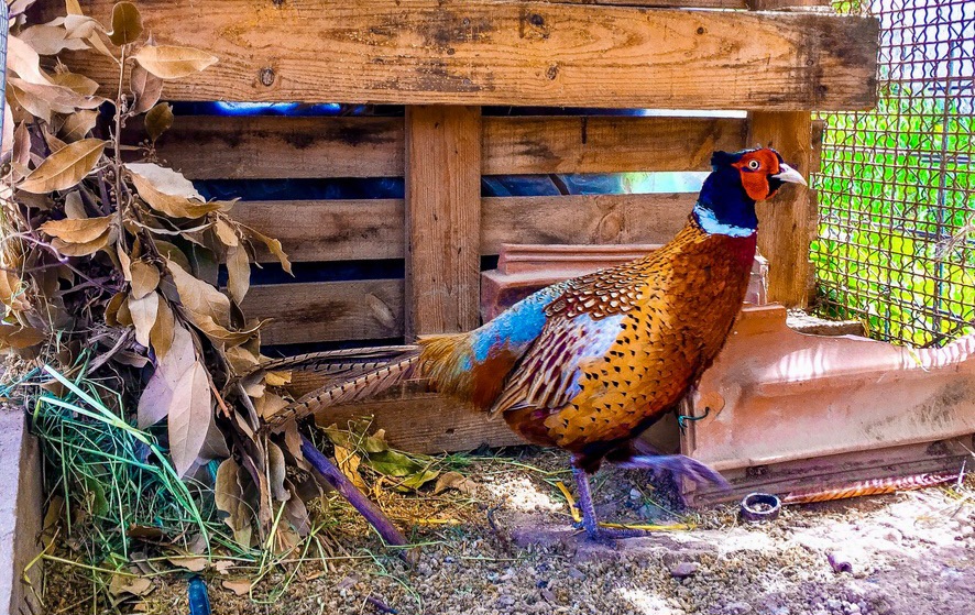 Luisa Carducci –&nbsp;Conforme