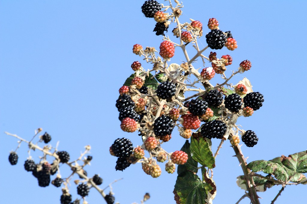 Elisabetta Rosetti – Il tempo delle more: profumo d’estate e dita macchiate di&nbsp;viola