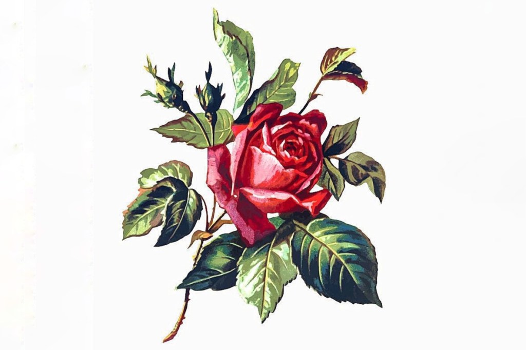 Aurelienne – Crescano le rose sul tuo&nbsp;cammino