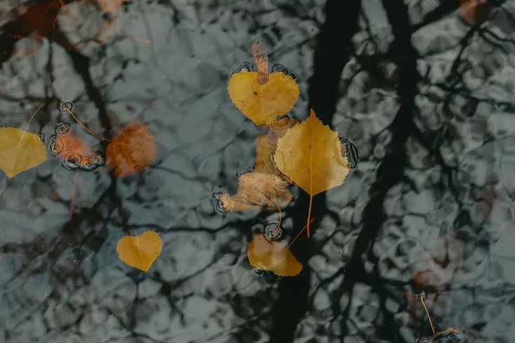 Mauro Causon – Un nuovo&nbsp;autunno