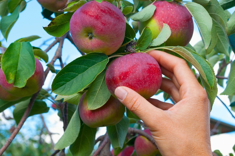 Comunitario, libero, divertente e… commestibile. L’interessante potenziale del progetto Falling&nbsp;Fruit
