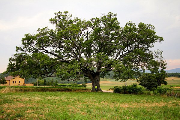 Elisabetta Rosetti – La quercia di&nbsp;Nottoria