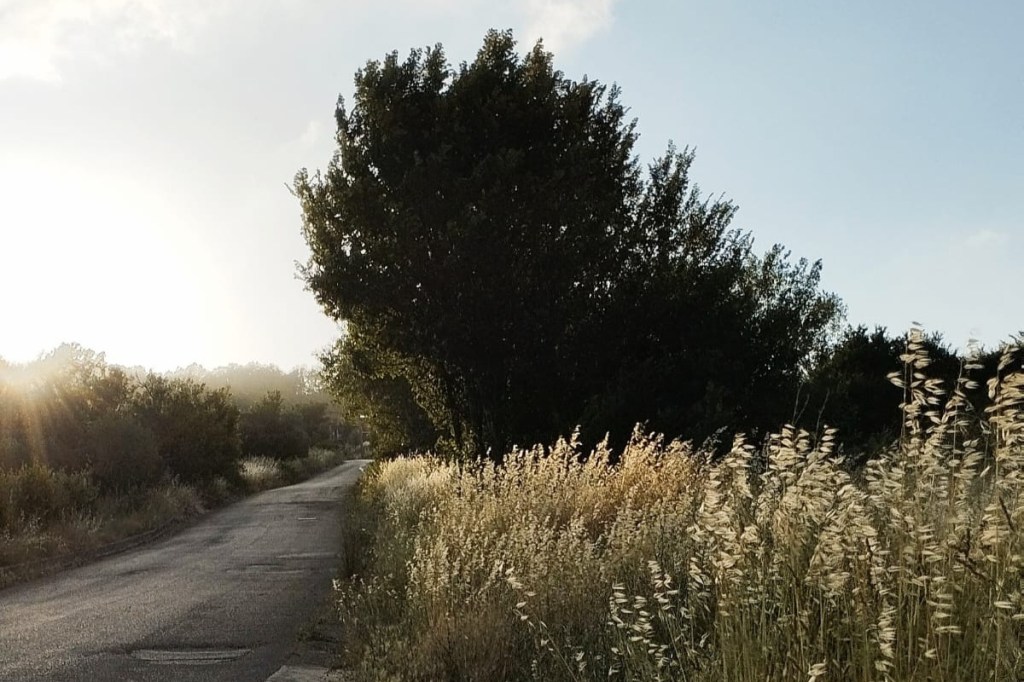 Enza Graziano – A testa in&nbsp;giù