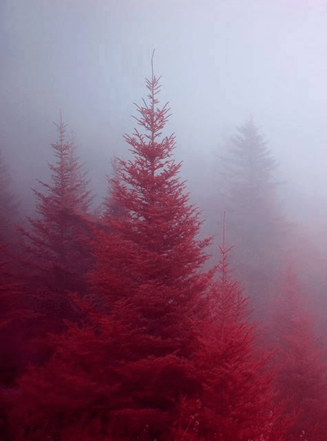 Chernobyl: La Foresta Rossa by J. Re&nbsp;Crivello