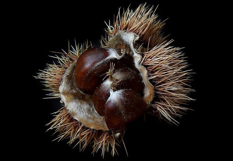 Quel passato da prezioso sostentamento, questo presente da costoso sfizio. La storia del duro lavoro sui monti per le&nbsp;castagne.