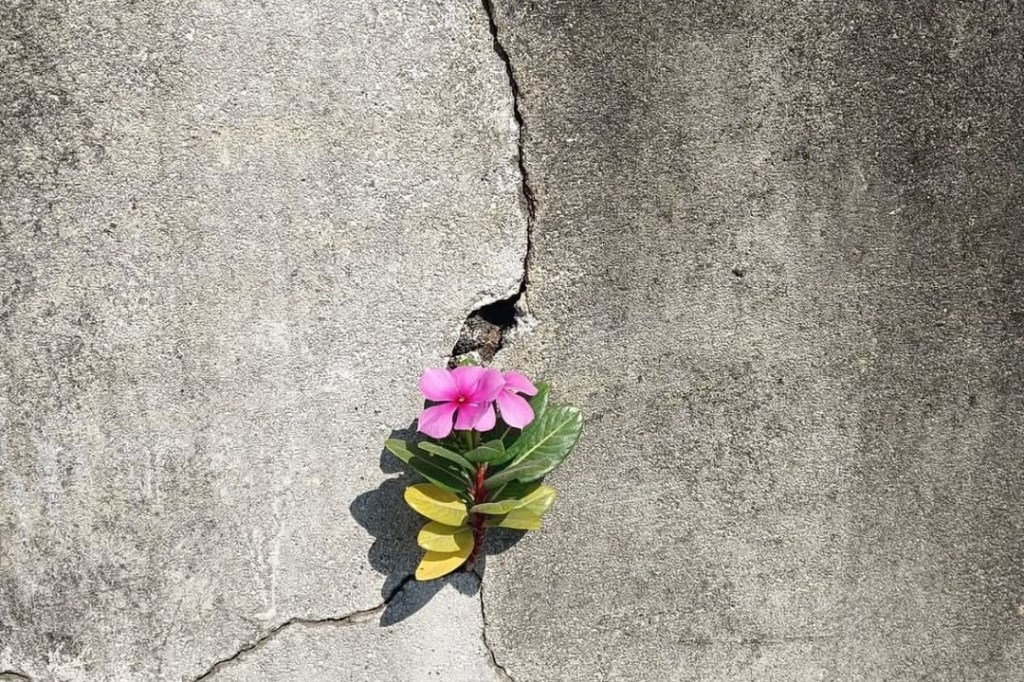 Greta Rosso –&nbsp;Chomolungma