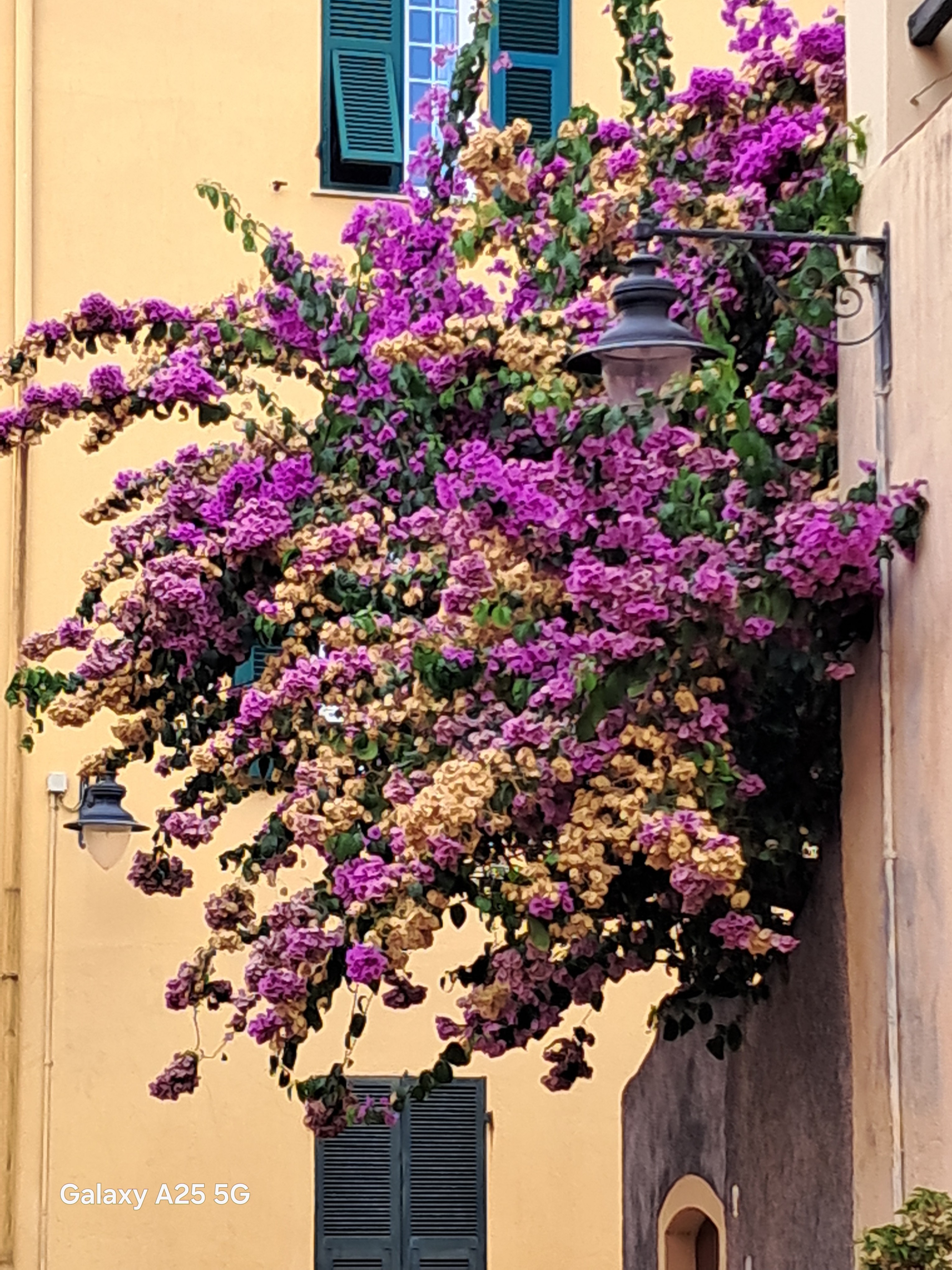 Bougainville by Eletta Senso